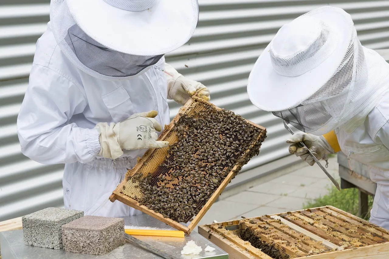 beekeeper 2650663 1280