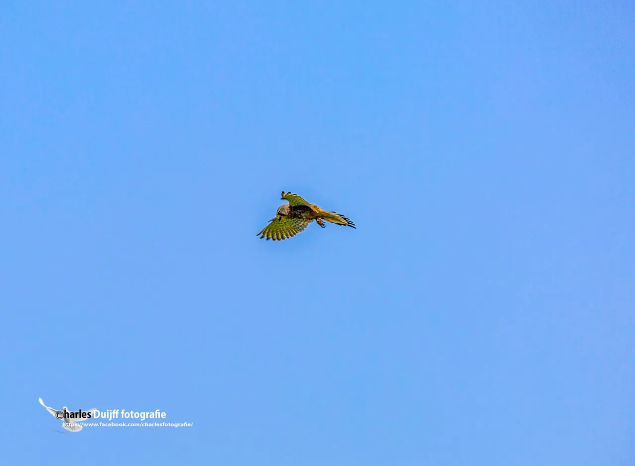 buizerd