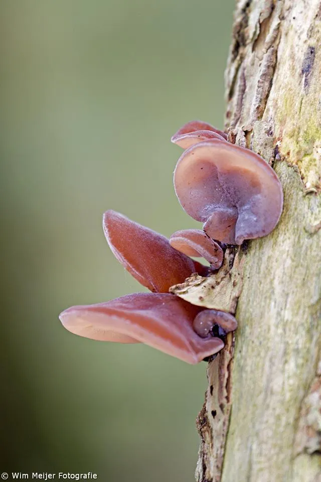 cdnnieuwsnlmediasites432016103021485810352931 907378572607429 8985093505762567781 n 5200fd166097969f1e11f7a9db9f27fbdcd73eaa