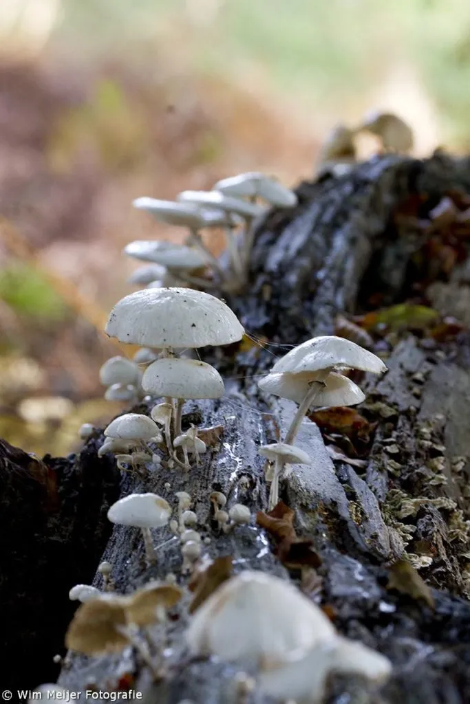 cdnnieuwsnlmediasites43201610311923001796067 903879572957329 8437728324777899784 o1 683x1024 987540a83f3b6ca21024fdc05e77f2af7bb5f1dd