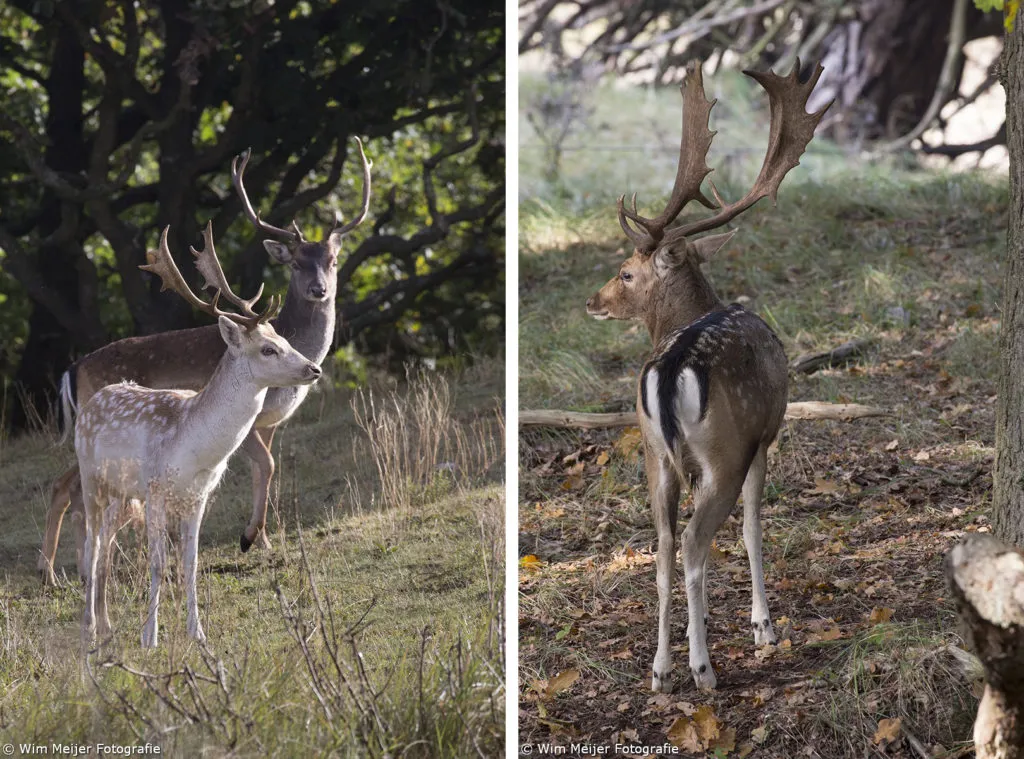 cdnnieuwsnlmediasites4320161102220126collage wim meijer fotografie herten 1 1024x759 67f531a29b574d43384a999de11c6f2717927ec5