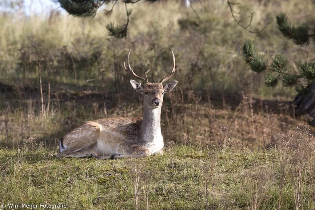 cdnnieuwsnlmediasites4320161102220827wim meijer fotografie 5i5a2882 1024x683 c40bf382293c21cf676af4728db8b967597d931e
