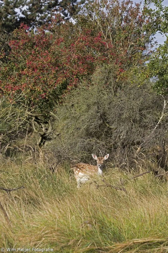 cdnnieuwsnlmediasites4320161102220831wim meijer fotografie 5i5a2885 683x1024 4a92428675d5e0005b2f5801cc833b8512dc66d9