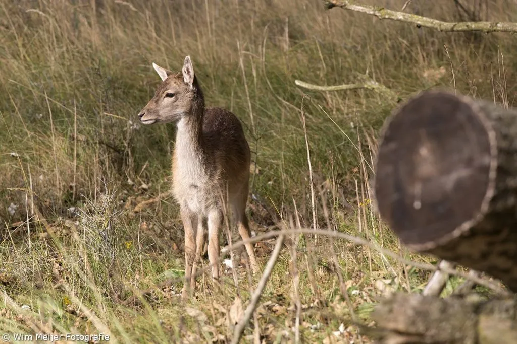 cdnnieuwsnlmediasites4320161102220859wim meijer fotografie 5i5a3287 1024x683 f919644023389694cd47d5551bd19a524d30b35b
