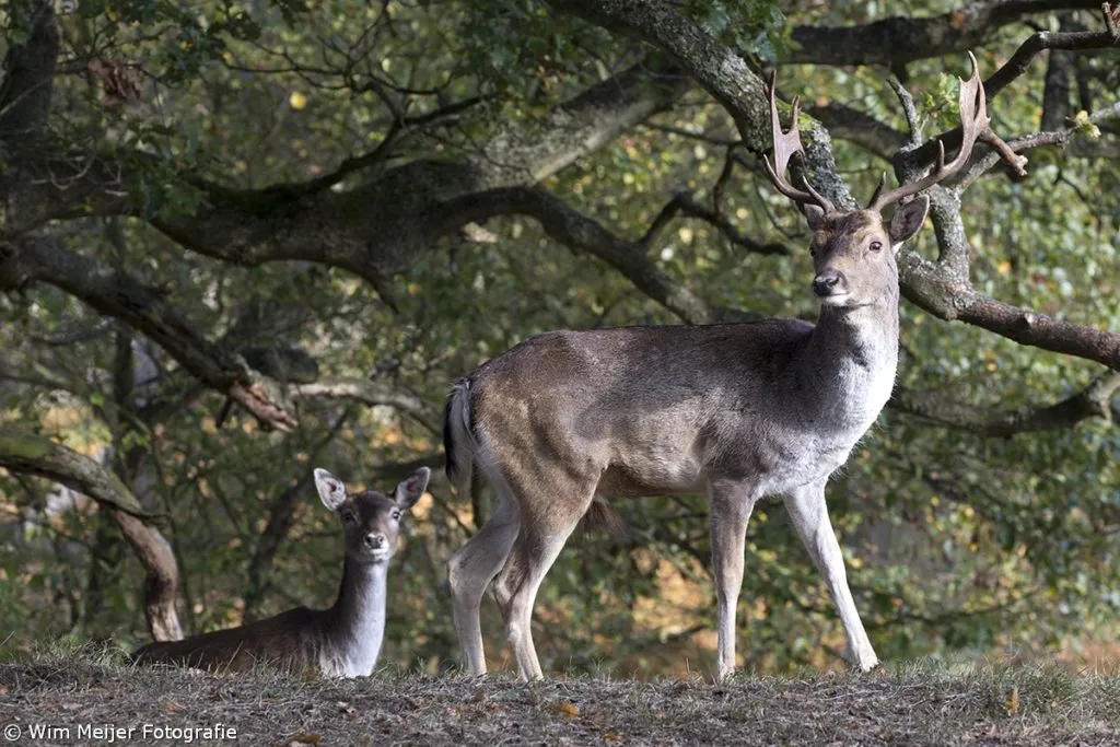 cdnnieuwsnlmediasites4320161102220907wim meijer fotografie 5i5a3316 1024x683 ef7d1c5fdf297cc5ee7de928cf901b9760aa6d50