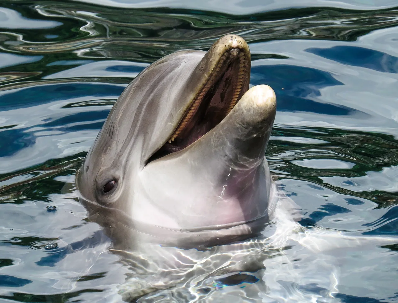 dolphin 1611509 1920