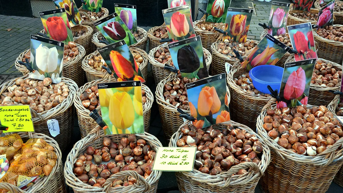 flower bulbs 494399 1920 pixabay