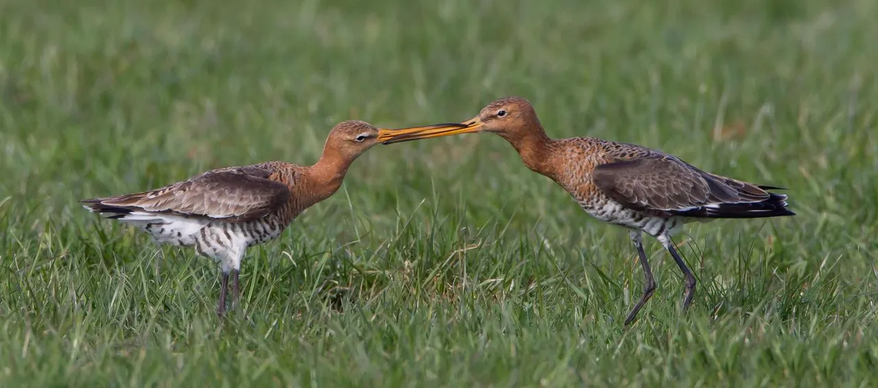 gruttos hans brinks2