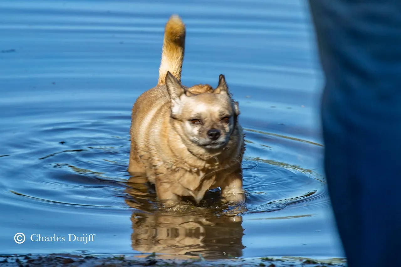 hond te water2