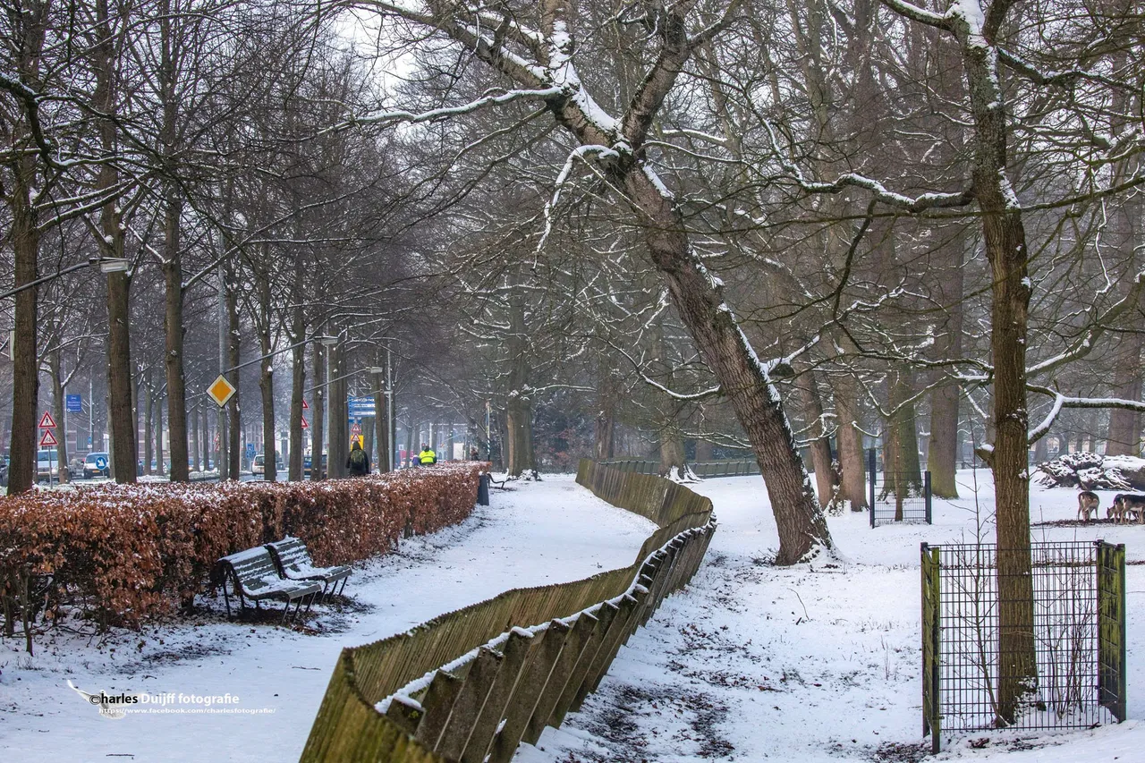 hout