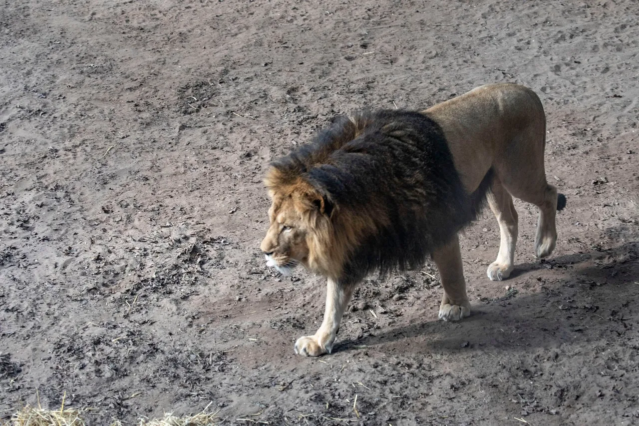 lionjpg