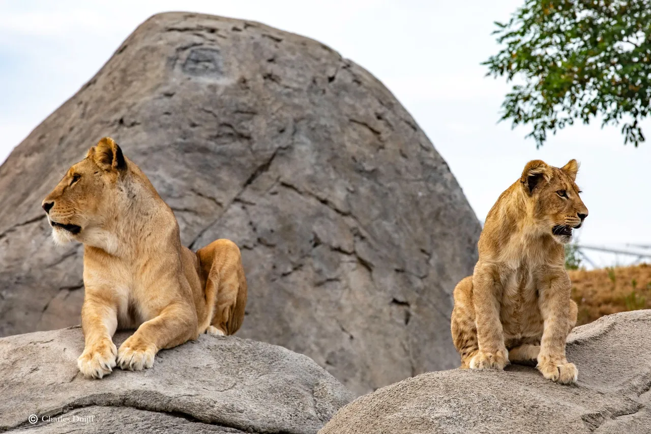 lions
