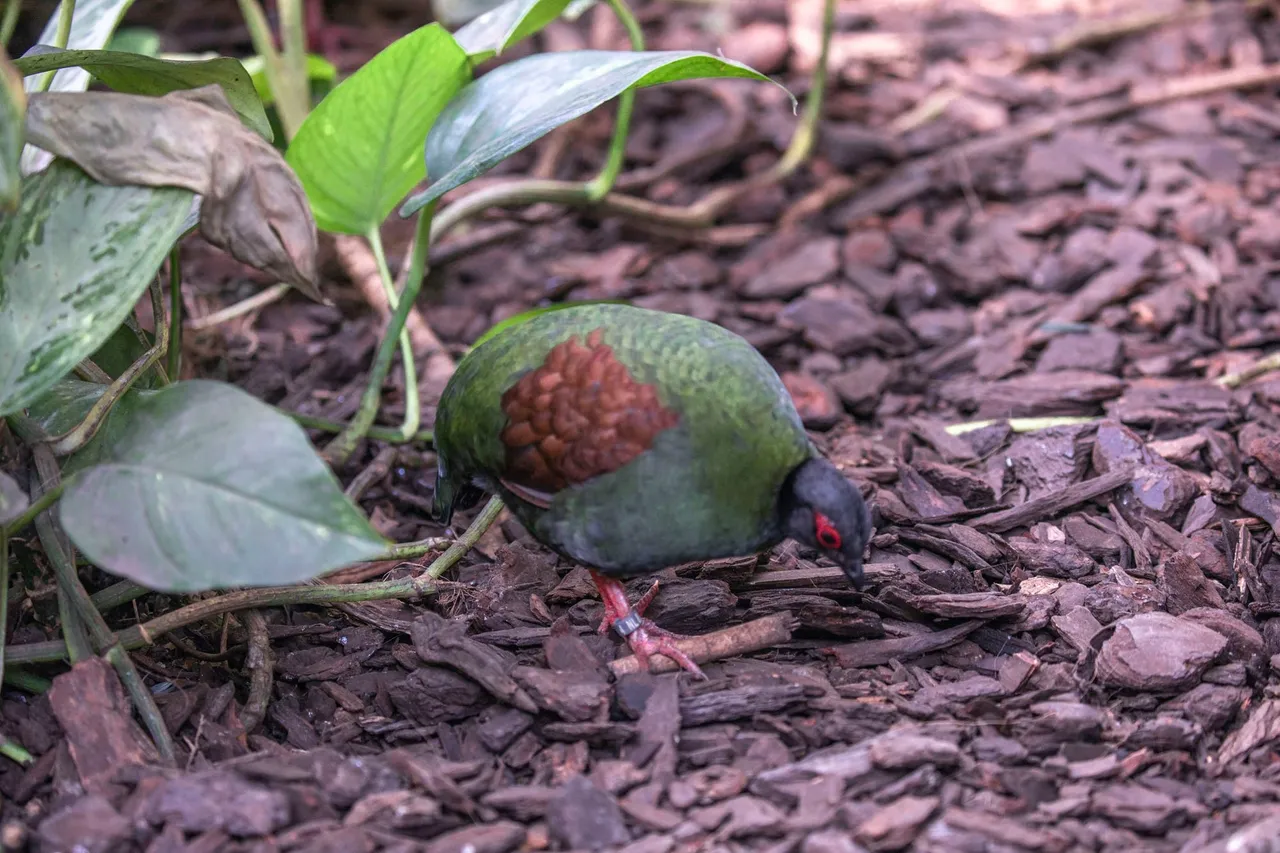 little green bird