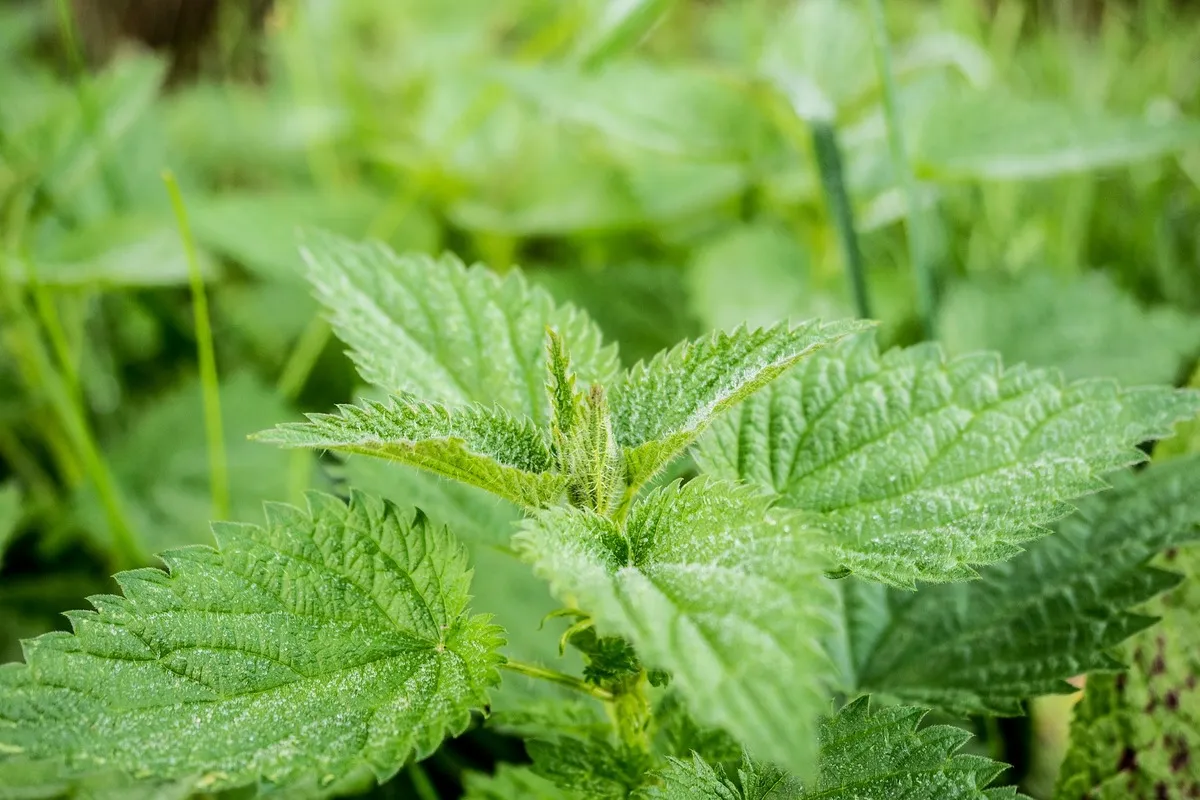 nettle gb142f985f 1920