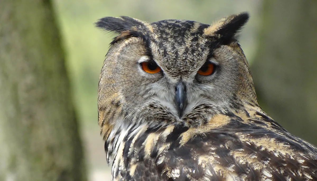 owl 44236 1920 pixabay