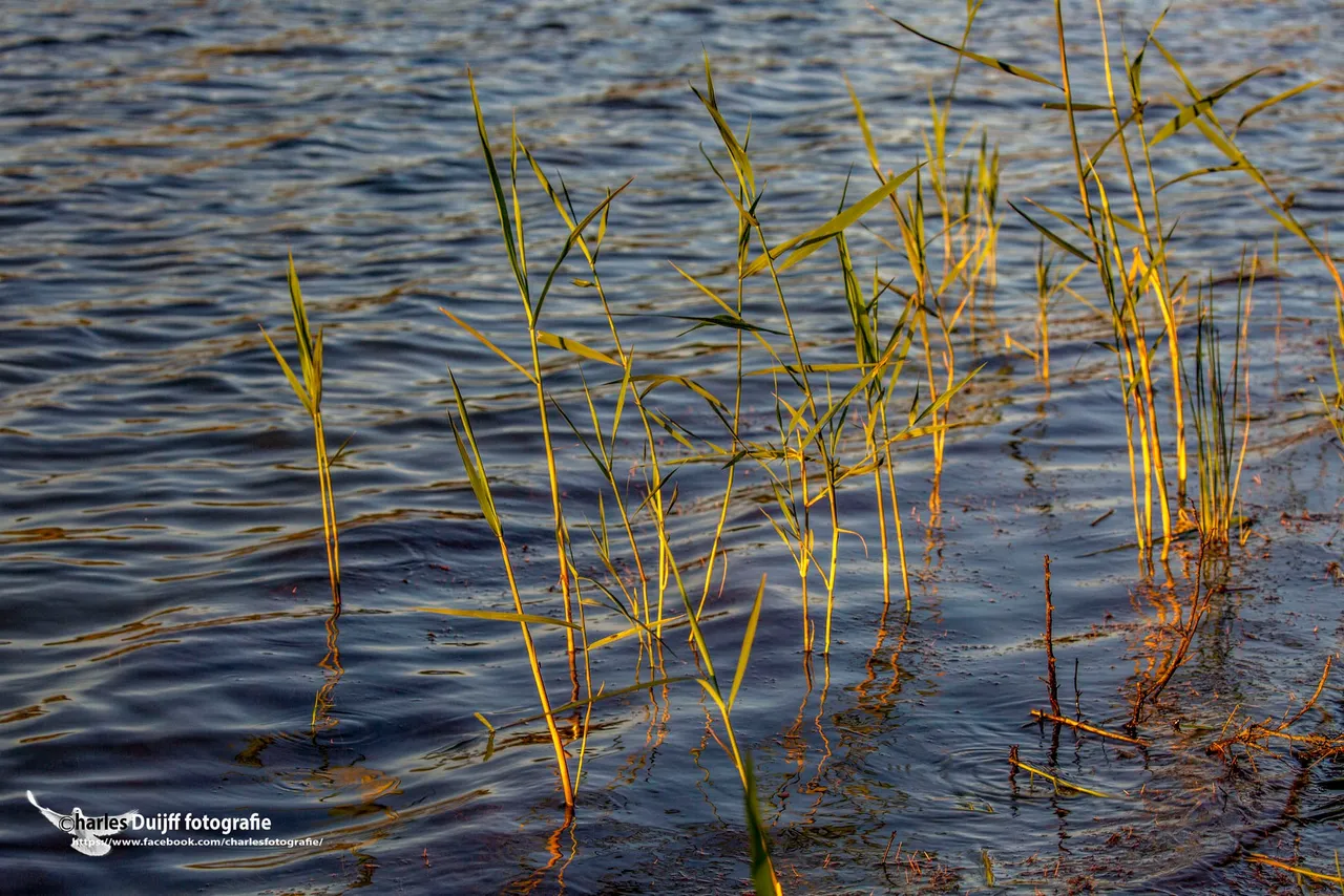 riet ii
