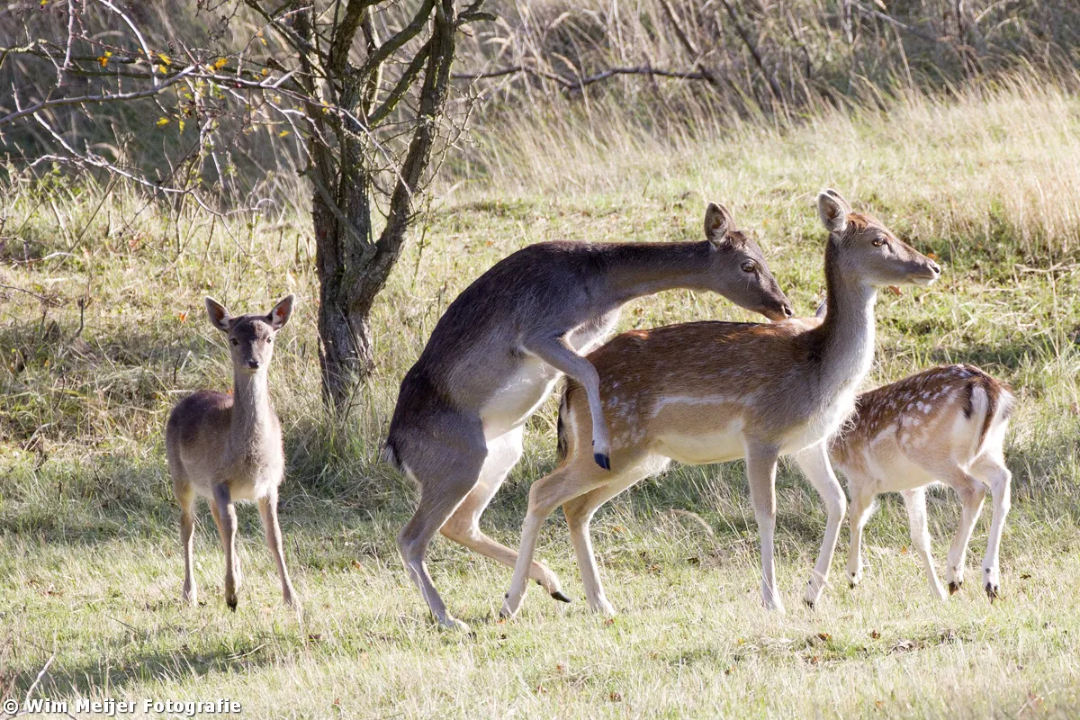 wim meijer fotografie bambi1