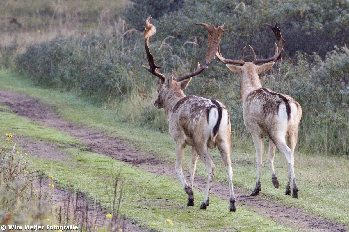 wim meijer fotografie bambi5