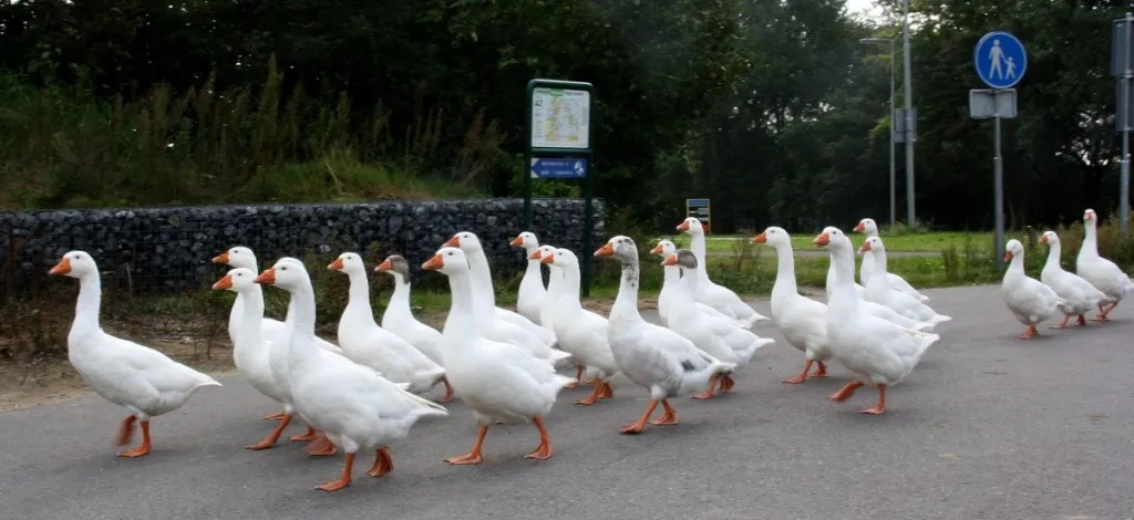 wim meijer fotografie img 3095c 1024x470 1
