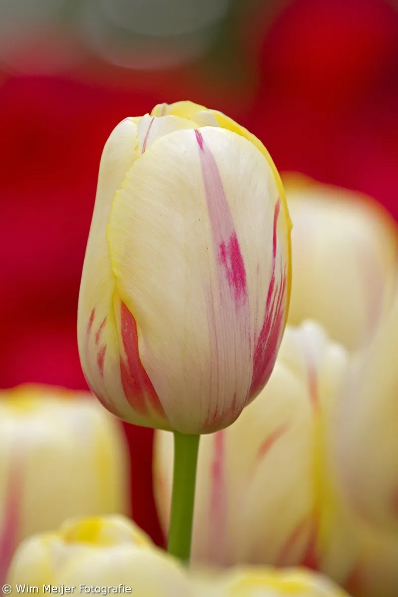 wim meijer fotografie keukehof14