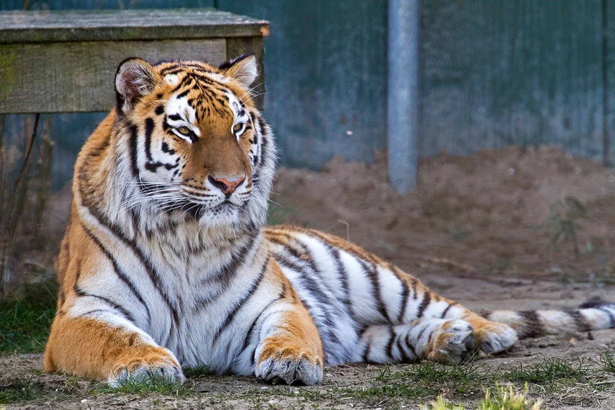 wim meijer fotografie stichting leeuw2