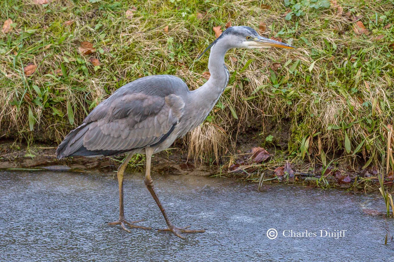 blauwe reiger iii