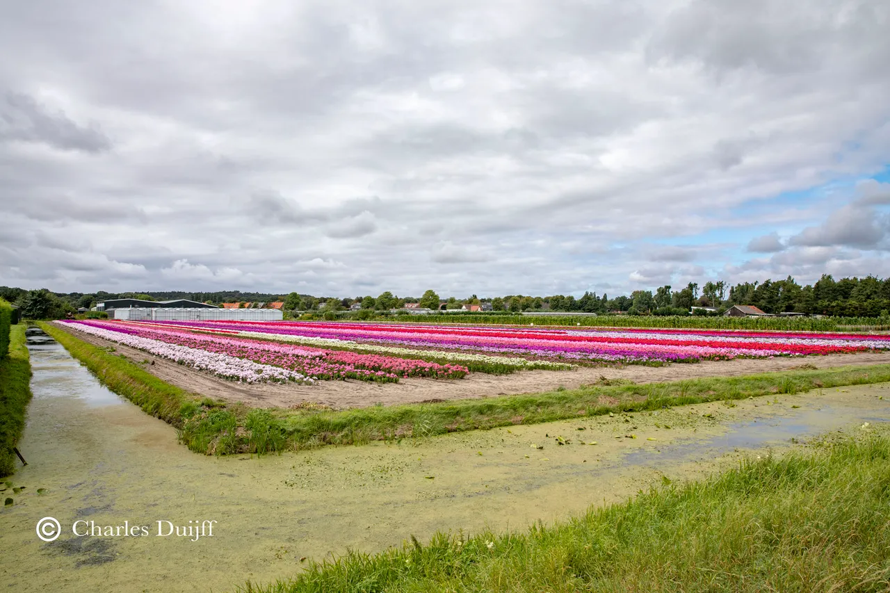 bollen randweg