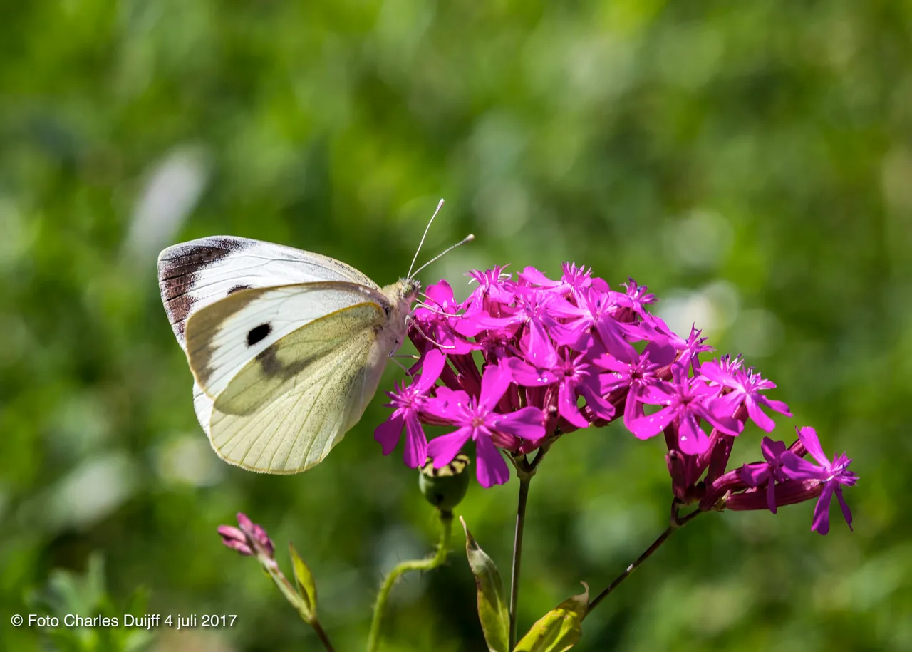 butterfly 3