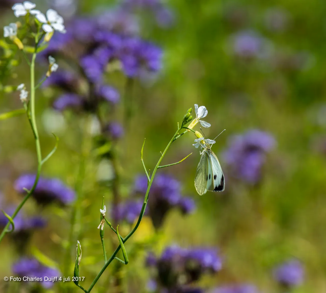 butterfly
