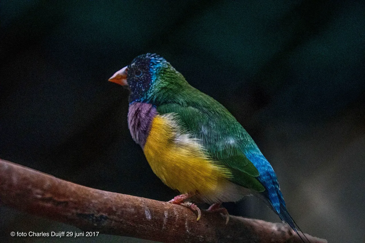 colored bird
