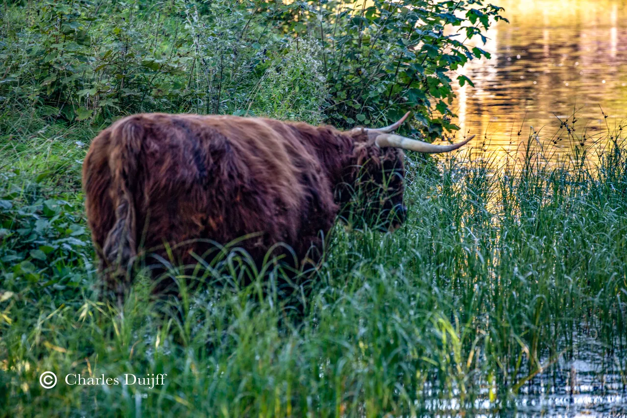 cow