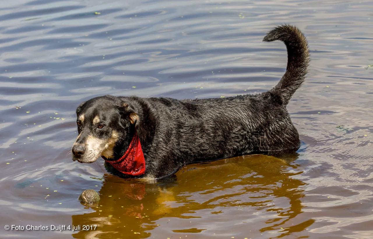 dog 2