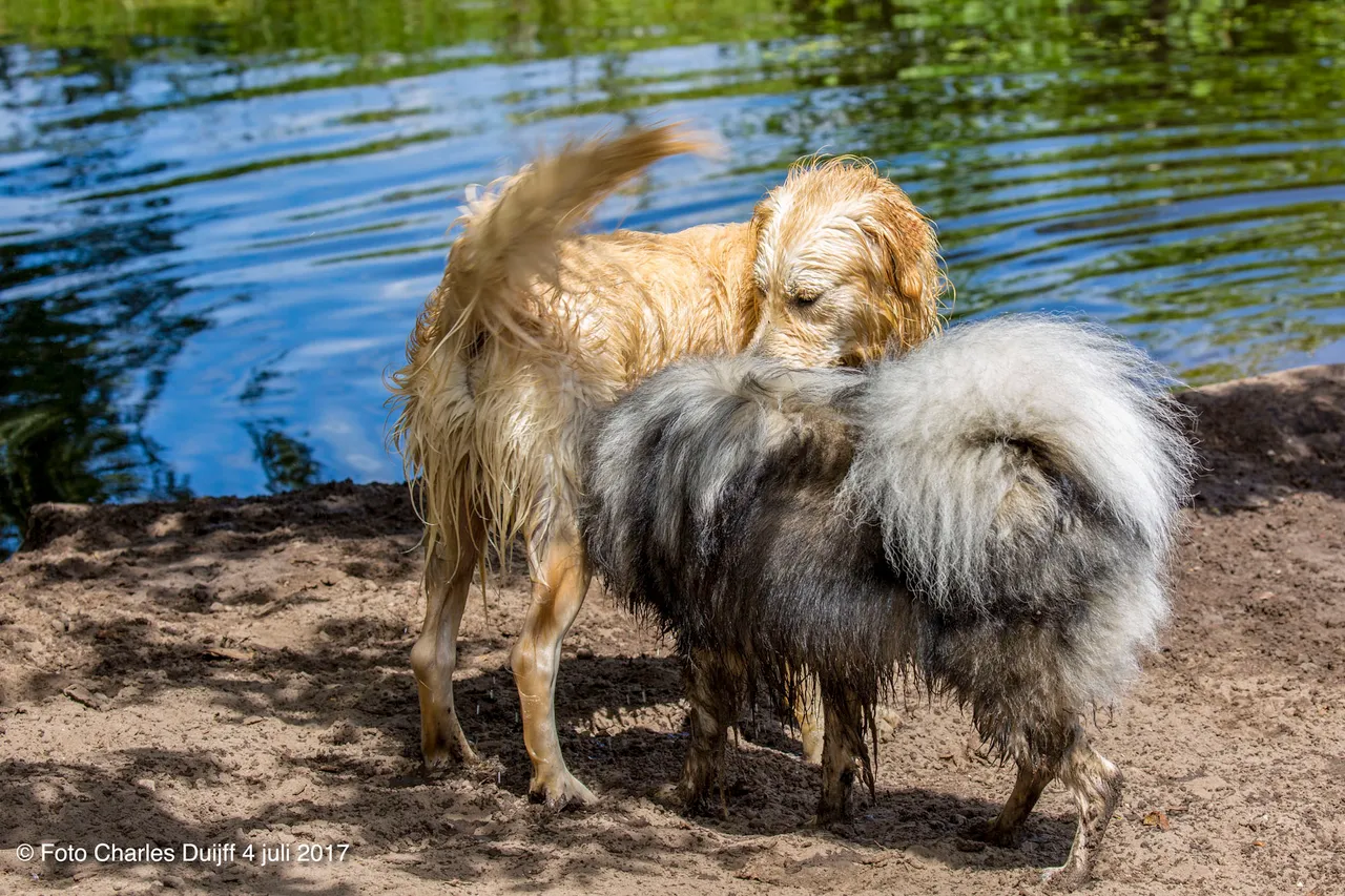 dogs
