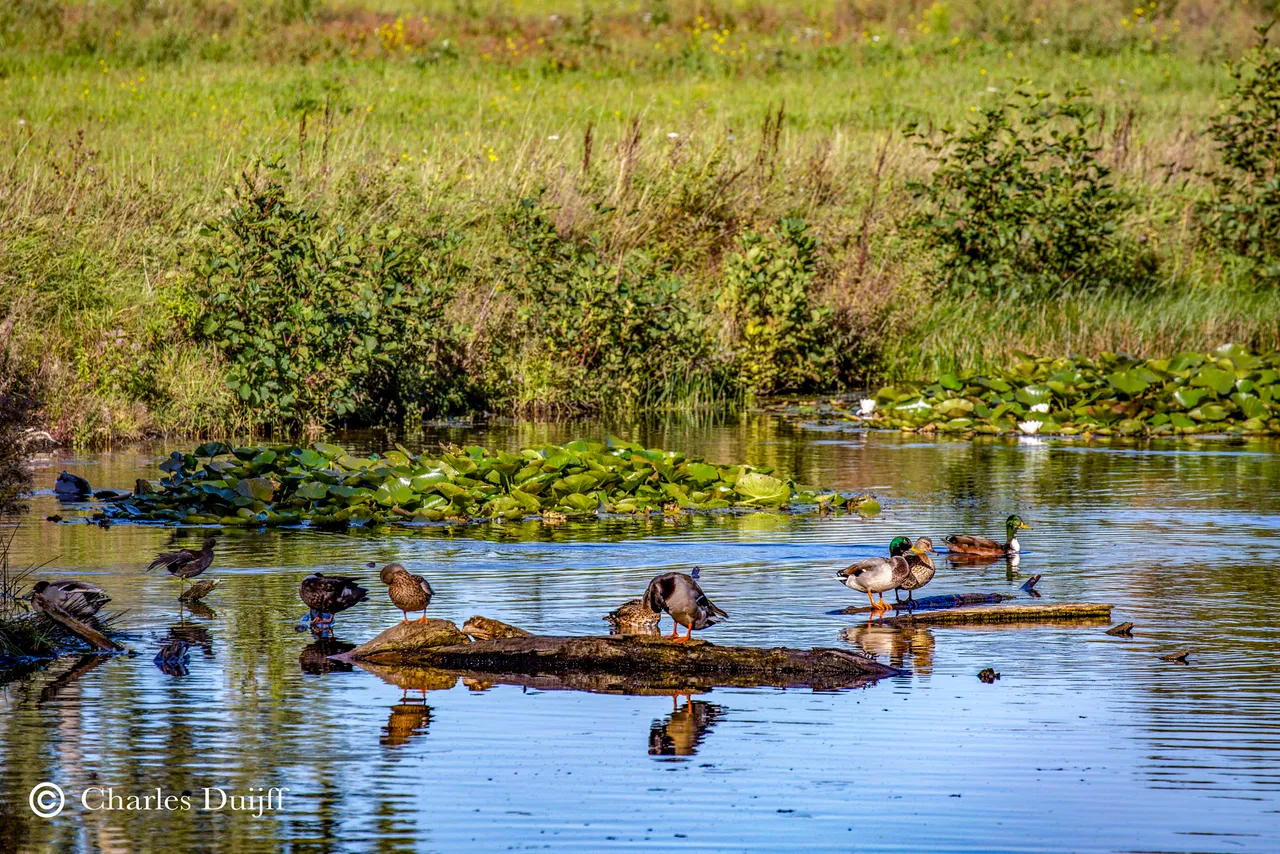 ducks