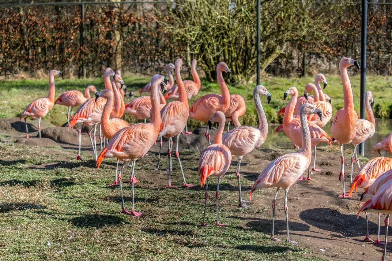 flamingo s mooi