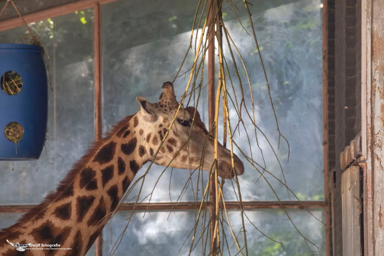 giraffe c
