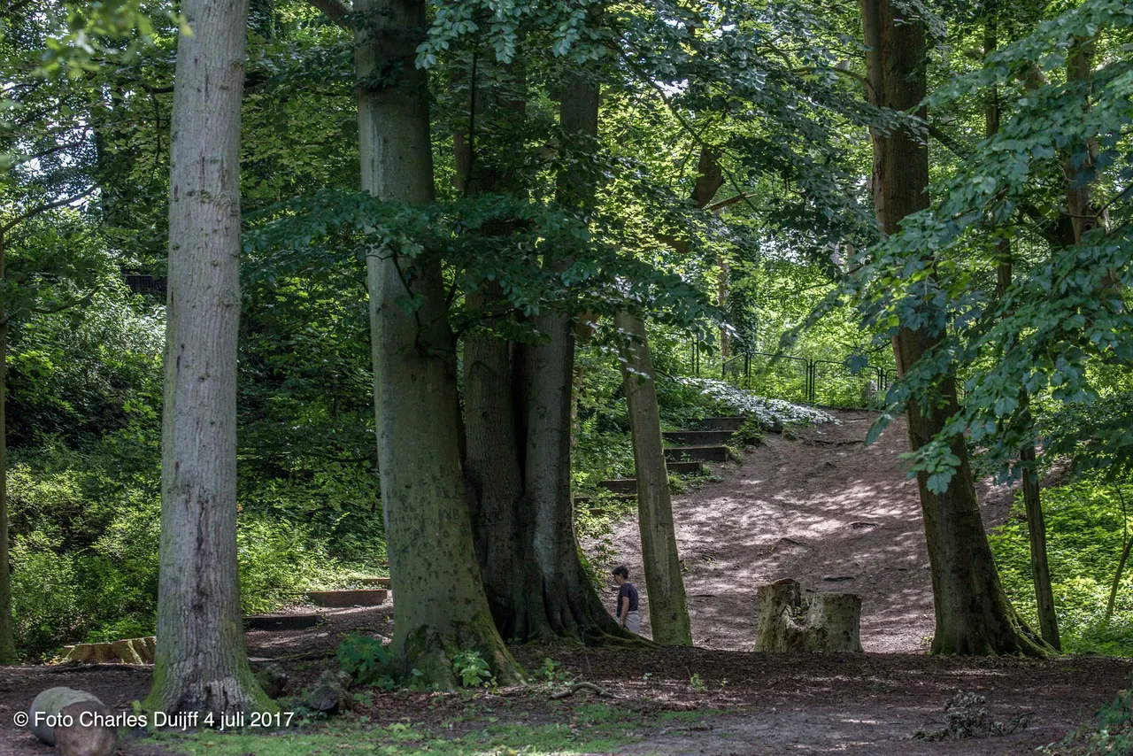 groenendaalse bos