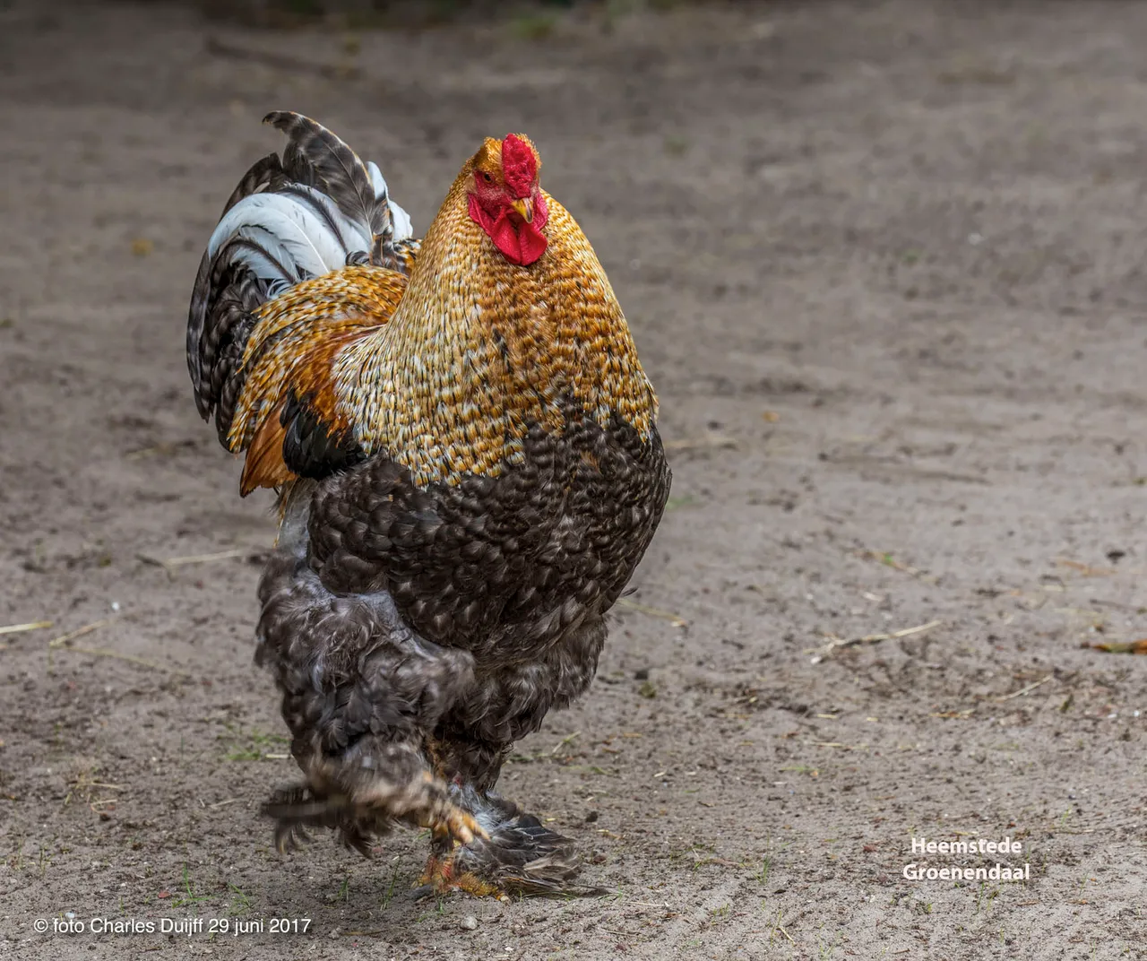 hen