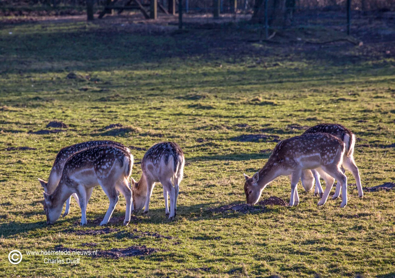 herten in zon