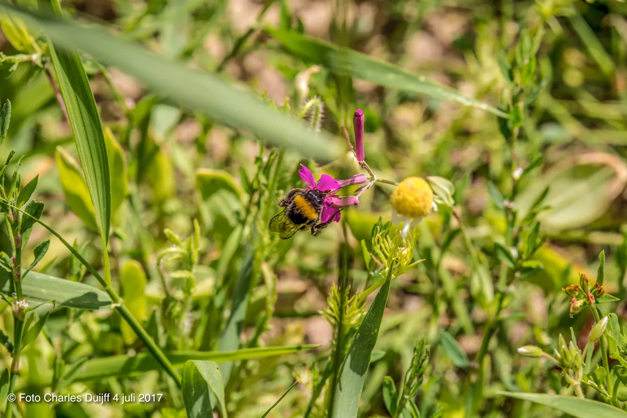 hommel