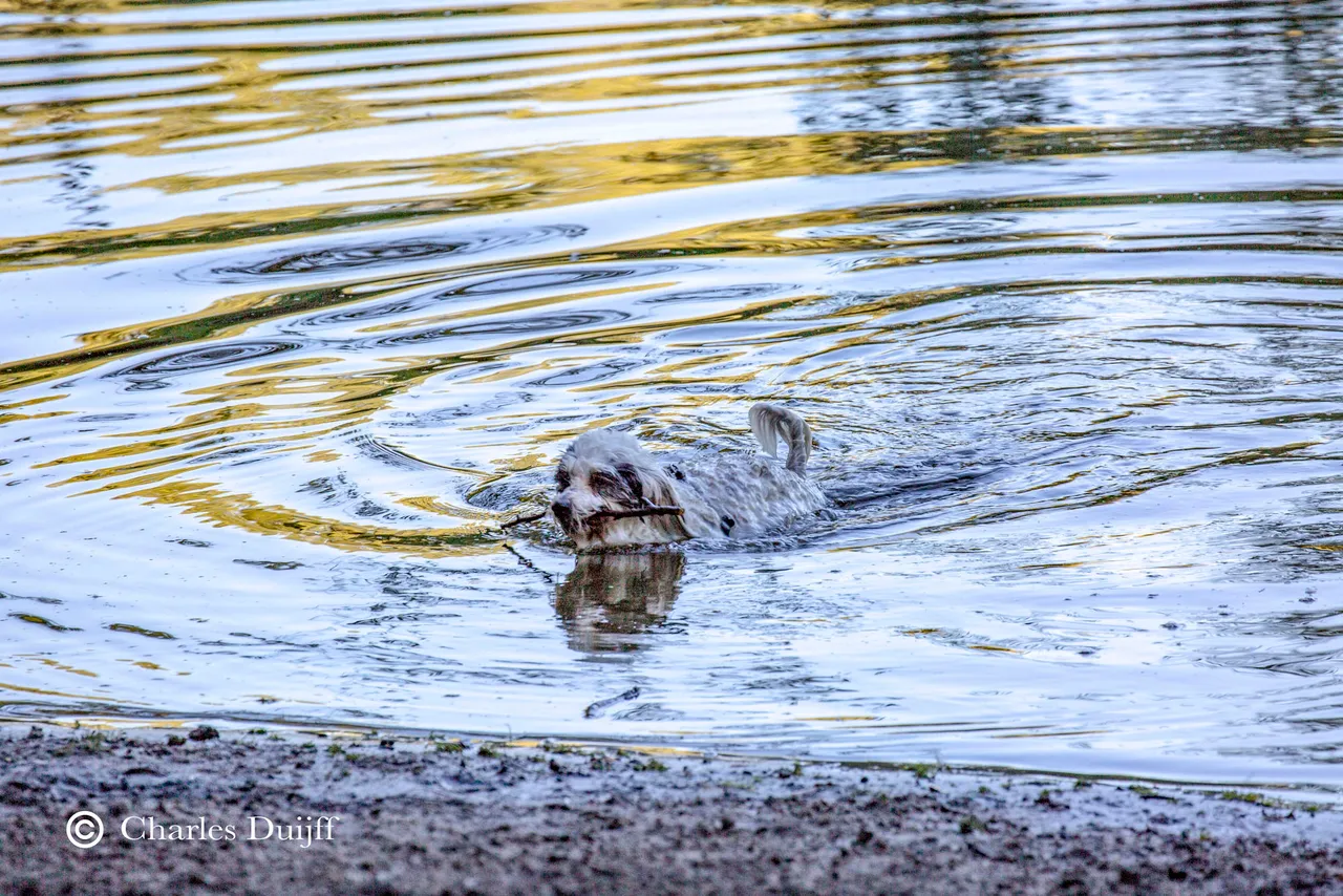 hond te water