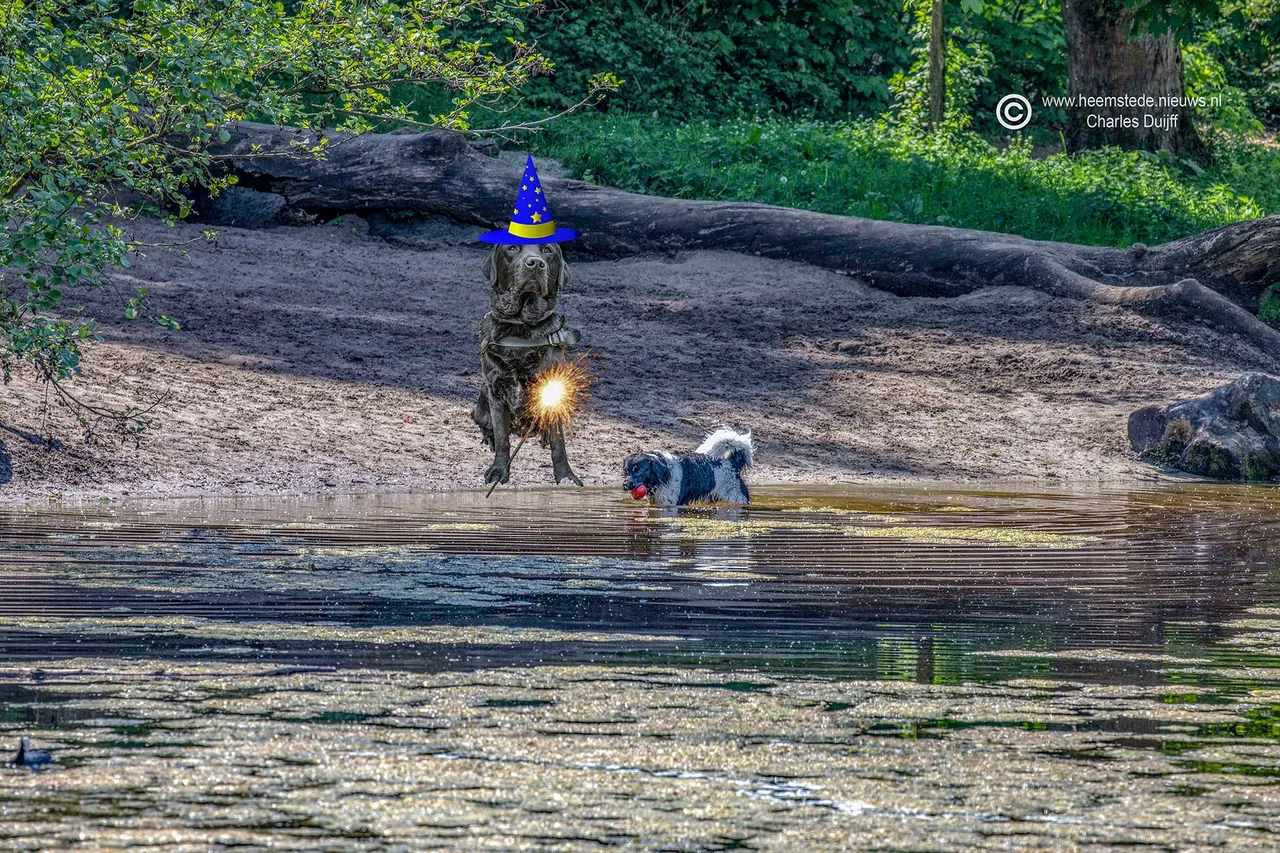 hond te water