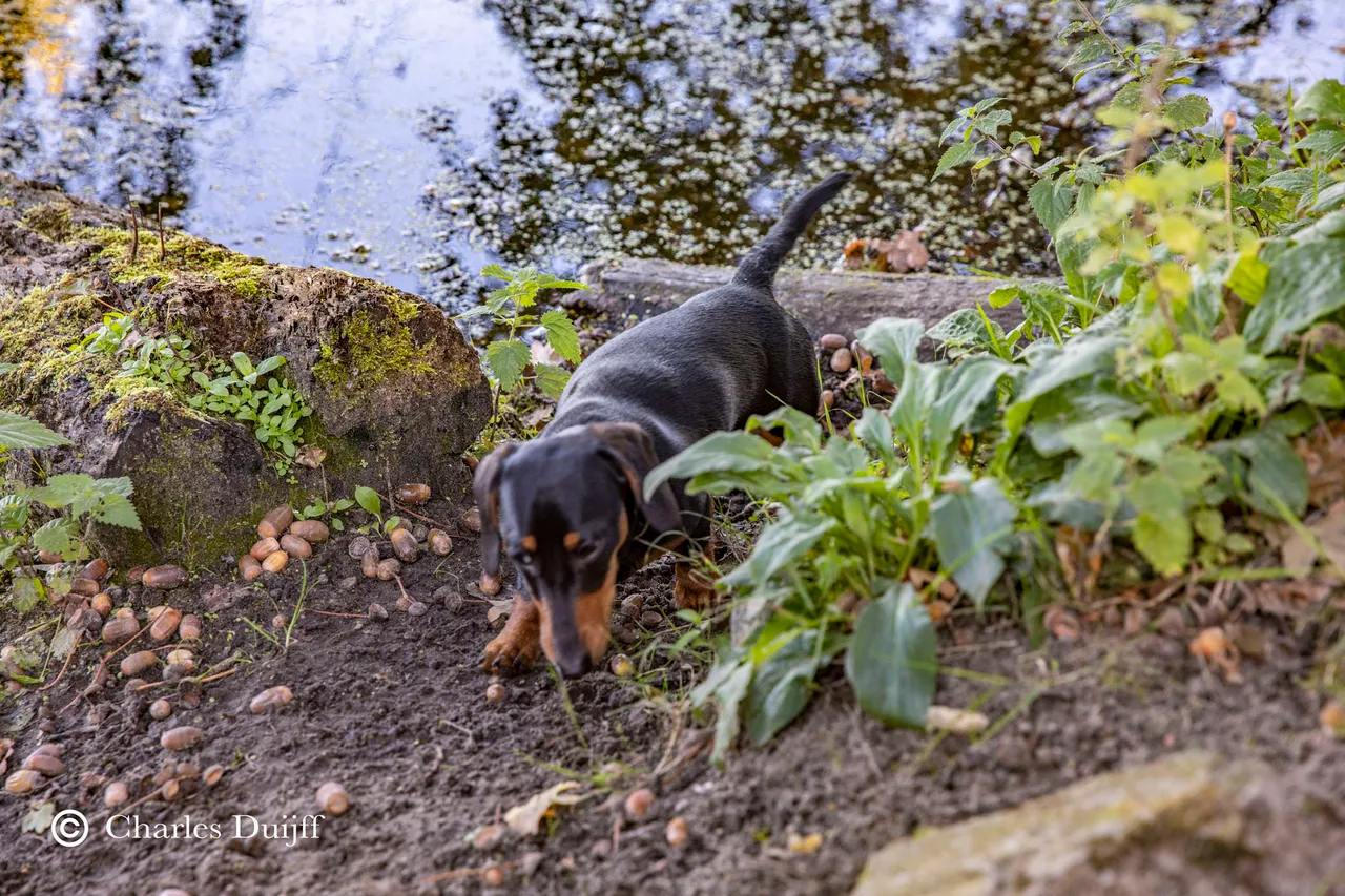 hondje bij water