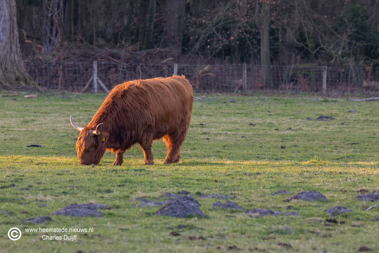 hooglander in zon