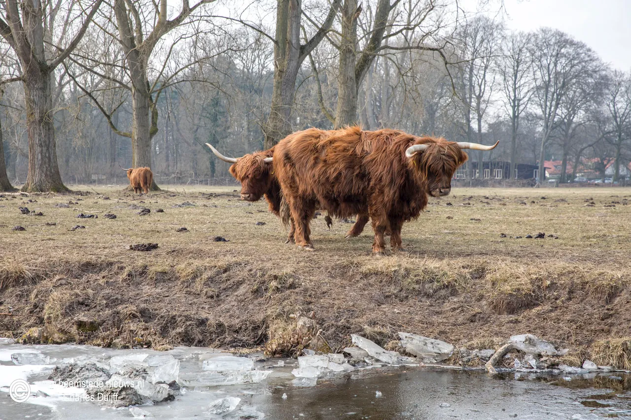 hooglanders