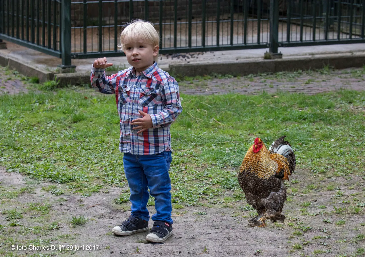 jongetje plus kip