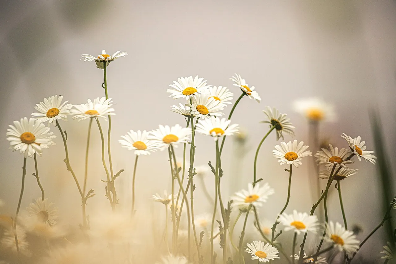 kristine cinate pflhlrorvx0 unsplash