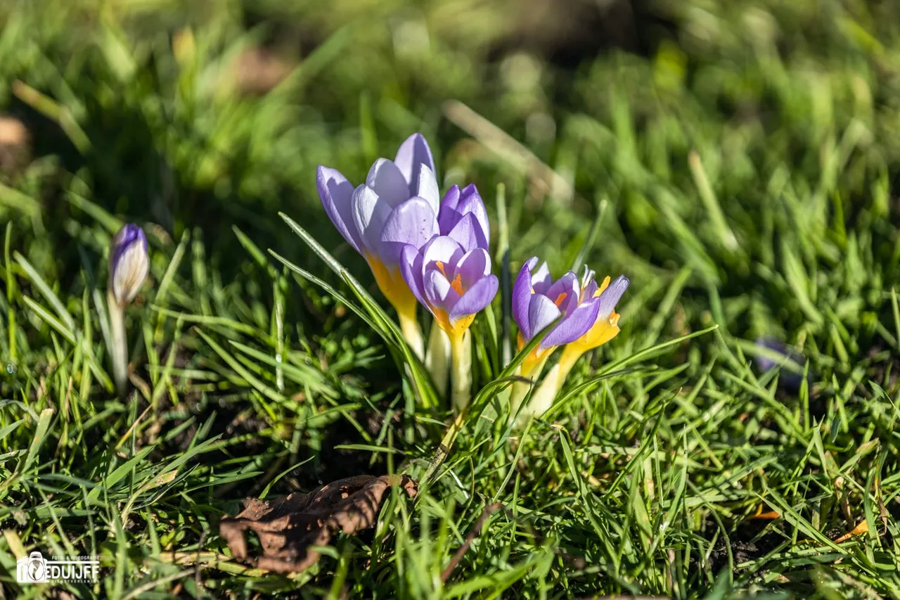 krokus paars