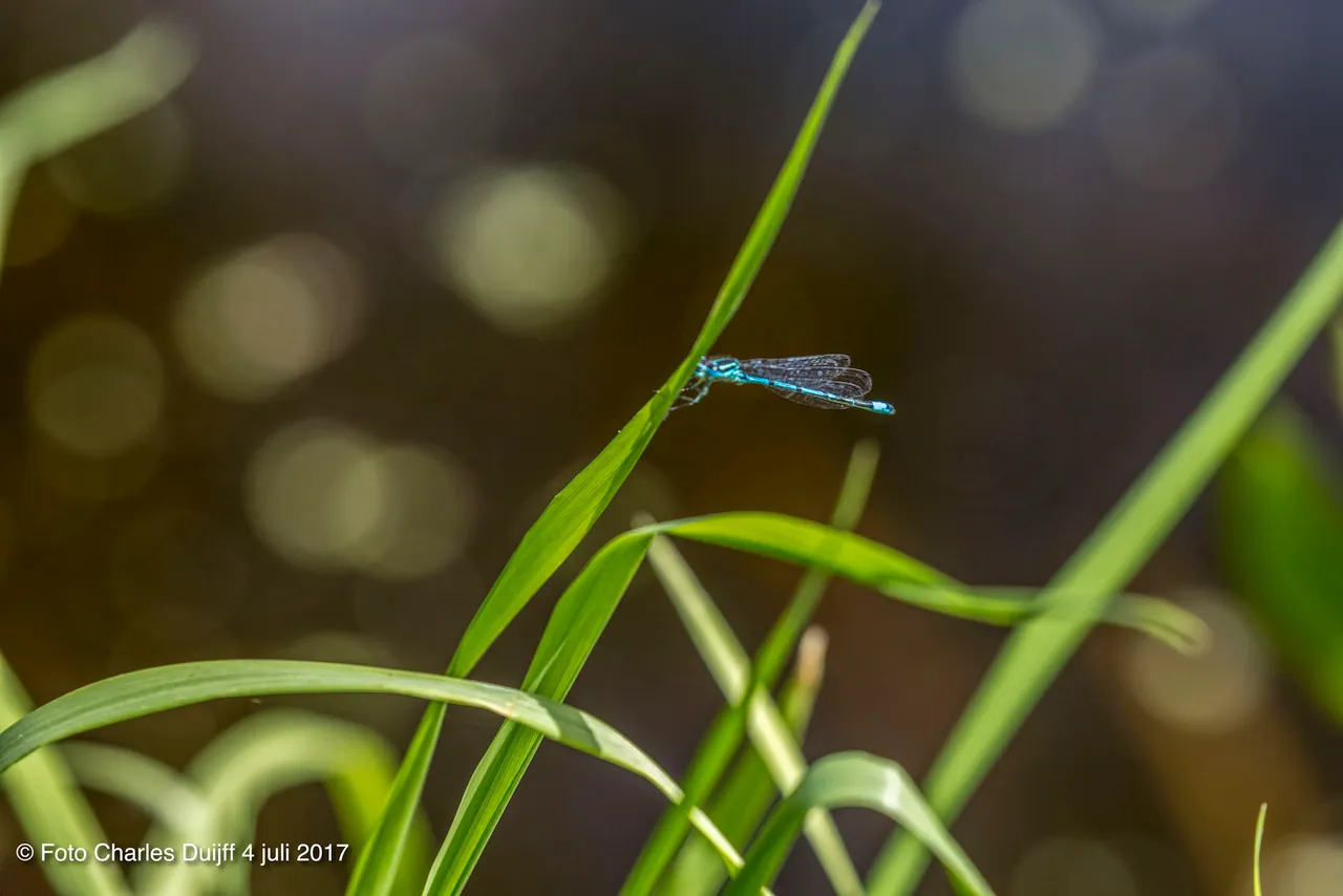 libelle