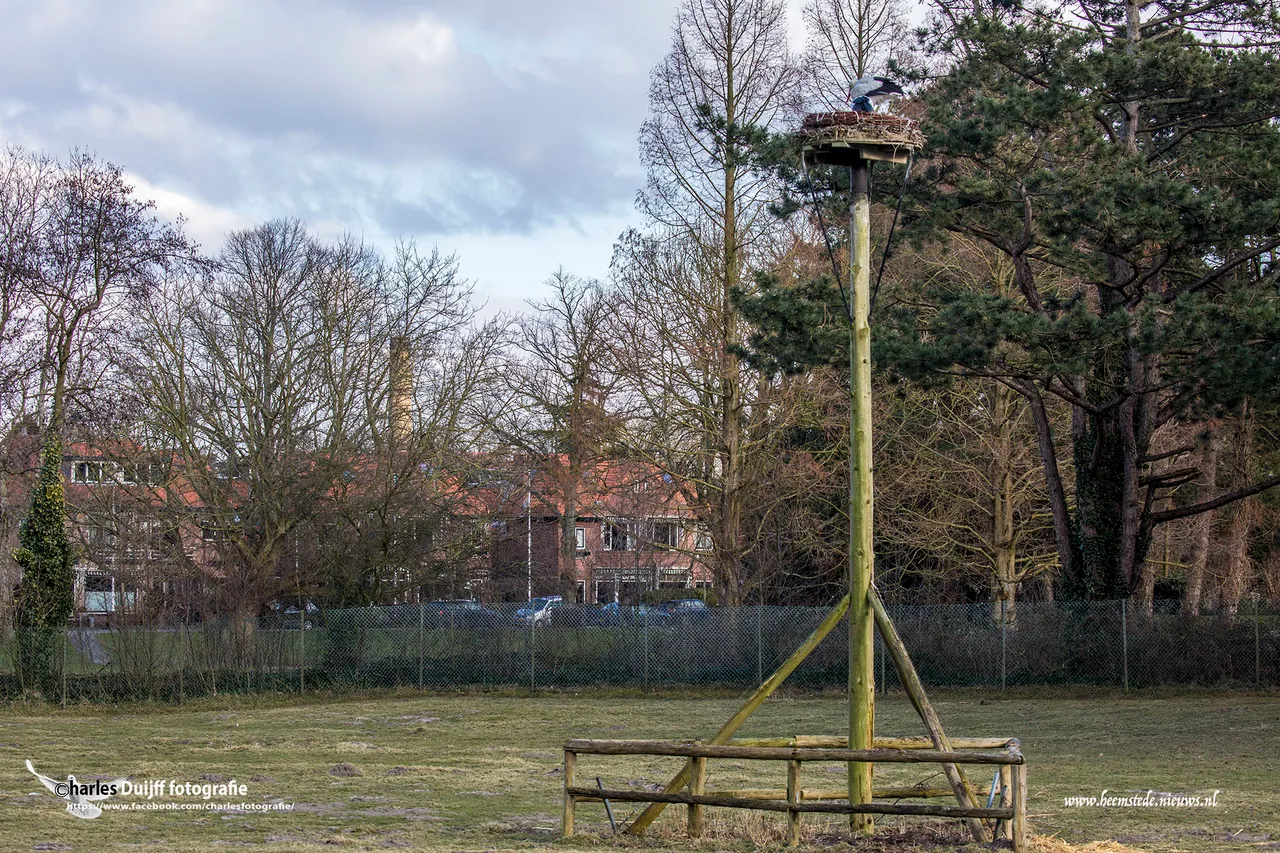 ooievaars nestpaal